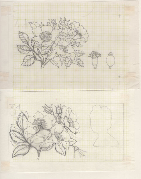 135246 1964 'TENTH INTERNATIONAL BOTANICAL CONGRESS' SUPERB ARCHIVE OF ARTWORK BY THE DESIGNERS OF THIS ISSUE MICHAEL AND SYLVIA GOAMAN.