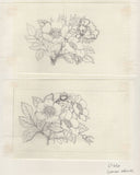 135246 1964 'TENTH INTERNATIONAL BOTANICAL CONGRESS' SUPERB ARCHIVE OF ARTWORK BY THE DESIGNERS OF THIS ISSUE MICHAEL AND SYLVIA GOAMAN.