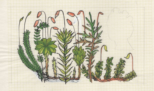 135246 1964 'TENTH INTERNATIONAL BOTANICAL CONGRESS' SUPERB ARCHIVE OF ARTWORK BY THE DESIGNERS OF THIS ISSUE MICHAEL AND SYLVIA GOAMAN.