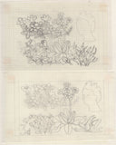 135246 1964 'TENTH INTERNATIONAL BOTANICAL CONGRESS' SUPERB ARCHIVE OF ARTWORK BY THE DESIGNERS OF THIS ISSUE MICHAEL AND SYLVIA GOAMAN.