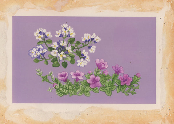 135246 1964 'TENTH INTERNATIONAL BOTANICAL CONGRESS' SUPERB ARCHIVE OF ARTWORK BY THE DESIGNERS OF THIS ISSUE MICHAEL AND SYLVIA GOAMAN.