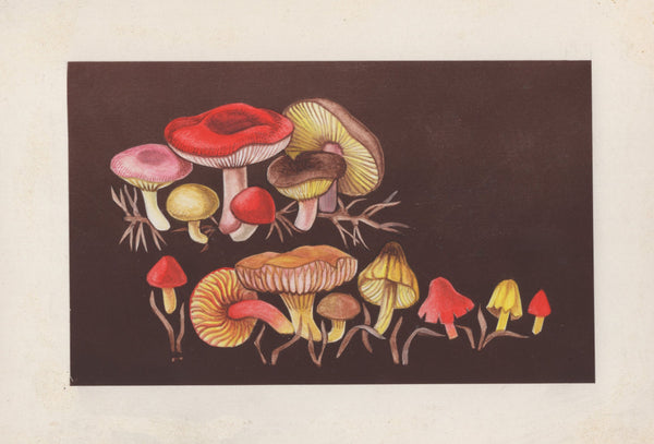 135246 1964 'TENTH INTERNATIONAL BOTANICAL CONGRESS' SUPERB ARCHIVE OF ARTWORK BY THE DESIGNERS OF THIS ISSUE MICHAEL AND SYLVIA GOAMAN.