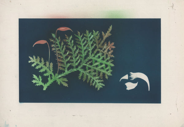 135246 1964 'TENTH INTERNATIONAL BOTANICAL CONGRESS' SUPERB ARCHIVE OF ARTWORK BY THE DESIGNERS OF THIS ISSUE MICHAEL AND SYLVIA GOAMAN.