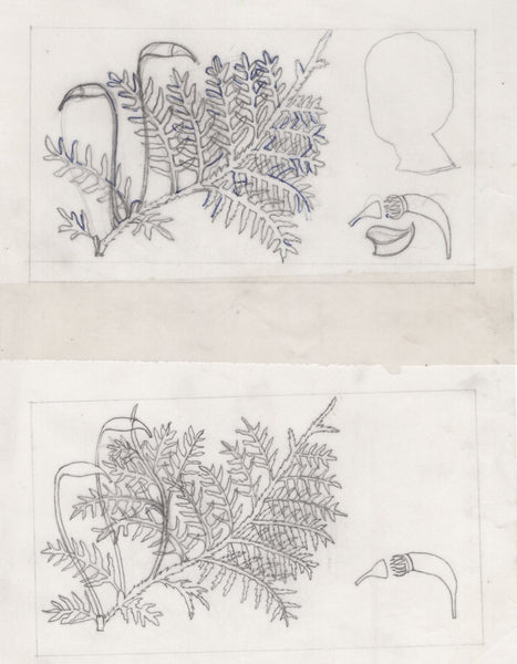 135246 1964 'TENTH INTERNATIONAL BOTANICAL CONGRESS' SUPERB ARCHIVE OF ARTWORK BY THE DESIGNERS OF THIS ISSUE MICHAEL AND SYLVIA GOAMAN.