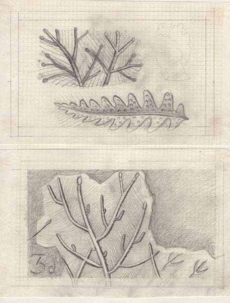135246 1964 'TENTH INTERNATIONAL BOTANICAL CONGRESS' SUPERB ARCHIVE OF ARTWORK BY THE DESIGNERS OF THIS ISSUE MICHAEL AND SYLVIA GOAMAN.
