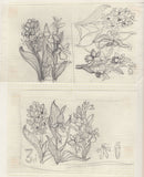 135246 1964 'TENTH INTERNATIONAL BOTANICAL CONGRESS' SUPERB ARCHIVE OF ARTWORK BY THE DESIGNERS OF THIS ISSUE MICHAEL AND SYLVIA GOAMAN.